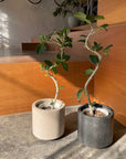 Ficus Audrey (Ficus benghalensis) フィカス ベンガレンシス