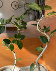 Ficus Audrey (Ficus benghalensis) フィカス ベンガレンシス