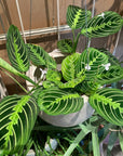 Prayer plant マランタ ・ レモンライム Size 3