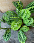 Prayer plant マランタ ・ レモンライム Size 3