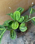 Prayer plant マランタ ・ レモンライム Size 3