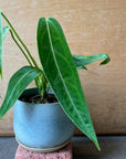 Queen Anthurium アンスリウム ワロクエアナム