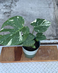 Fruit Salad Plant (Monstera deliciosa) モンステラ デリシオーサ タイコンスタレーション Size 4