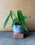 Queen Anthurium アンスリウム ワロクエアナム