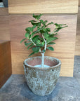Ficus Audrey (Ficus benghalensis) フィカス ベンガレンシス