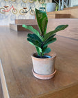 Amalfi Terracotta Planter アマルフィ テラコッタプランター