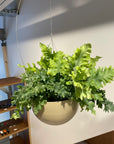 Phlebodium aureum ポリポジウム ・ダバナ Size 5