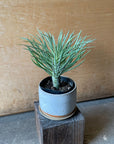 Kleinia Neriifolia クレイニア・ネリイフォリア