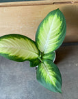 Dieffenbachia 'Camille' ディフェンバキア カミーラ Size 3