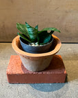 Bird's nest snake plant サンスベリア ハニー Size 2