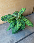 Homalomena 'Camouflage' ホマロメナ カモフラージュ
