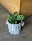 Prayer plant マランタ レウコネウラ ケルコビアナ Size 3
