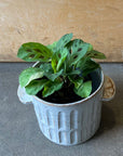 Prayer plant マランタ レウコネウラ ケルコビアナ Size 3