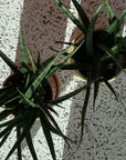 Snake Plant サンスベリア ファーンウッド