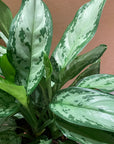 Aglaonema ‘Silver Queen’ アグラオネマ シルバークイーン Size 6
