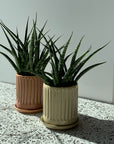 Snake Plant サンスベリア ファーンウッド