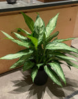 Aglaonema ‘Silver Queen’ アグラオネマ シルバークイーン Size 6