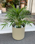 Parlor Palm メキシコケンチャヤシ Size 6