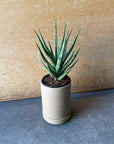 Sansevieria ‘Torch’ サンスベリア トーチ Size 2