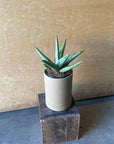 Sansevieria ‘Silver Crown’ サンスベリア シルバークラウン Size 2