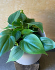 Philodendron 'Oxycardium' フィロデンドロン オキシカルジウム Size 3