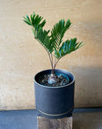 Zamia Floridana ザミア フロリダーナ Size 3