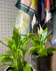Spathiphyllum Merry スパティフィラム・メリー