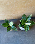 Philodendron 'Peridot' フィロデンドロン ペリドット Size 2