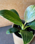 Philodendron 'Peridot' フィロデンドロン ペリドット Size 2