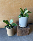 Philodendron 'Peridot' フィロデンドロン ペリドット Size 2