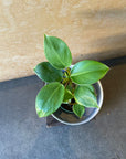Philodendron 'Imperial Prince' フィロデンドロン インペリアルプリンス Size 3
