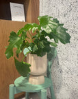 Goblet Planter Small By Lightly ゴブレットプランター S