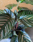 Calathea ‘Ornata’ カラテア オルナータ サンデリアーナ