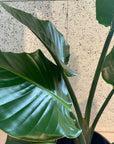 Bird of Paradise (Strelitzia nicolai) バード オブ パラダイス(オーガスタ)