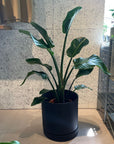 Bird of Paradise (Strelitzia nicolai) バード オブ パラダイス(オーガスタ)