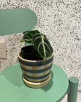 Alocasia 'Ninja' アロカシア ニンジャ Size 3