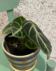 Alocasia 'Ninja' アロカシア ニンジャ Size 3