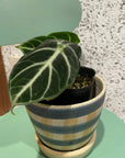 Alocasia 'Ninja' アロカシア ニンジャ Size 3