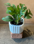 Monstera モンステラ