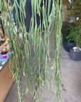 Hoya "Linearis" ホヤ リネアリス Size 4