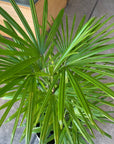 Lady Palm シュロ竹 Size 8
