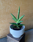Kenya Hyacinth Snake Plant サンスベリア ケニア Size 2