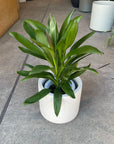 Cordyline stricta`Grocal’ グローカル Size 6