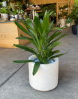 Cordyline stricta`Grocal’ グローカル Size 6