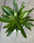 Cordyline stricta`Grocal’ グローカル Size 6