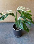 Monstera Swiss Cheese Plant モンステラ・マドカズラ 斑入り Size 3