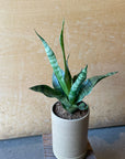 Snake Plant ‘Trifasciata’ サンスベリア トリファシアータ Size 2
