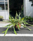 Common staghom fern Hanging ビカクシダ(コウモリラン) Size 5