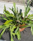 Common staghom fern Hanging ビカクシダ(コウモリラン) Size 5