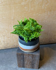 Scotch Fern スコッチシダ Size 3